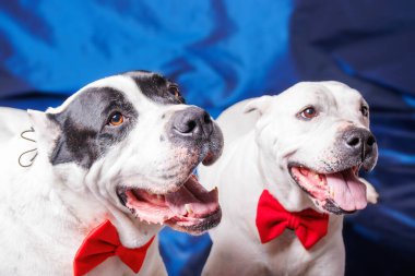 Saf ekose Pitbull köpeğinin stüdyo fotoğrafçılığı