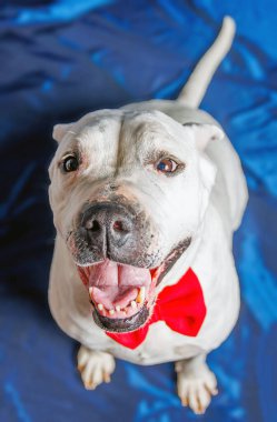 Saf ekose Pitbull köpeğinin stüdyo fotoğrafçılığı