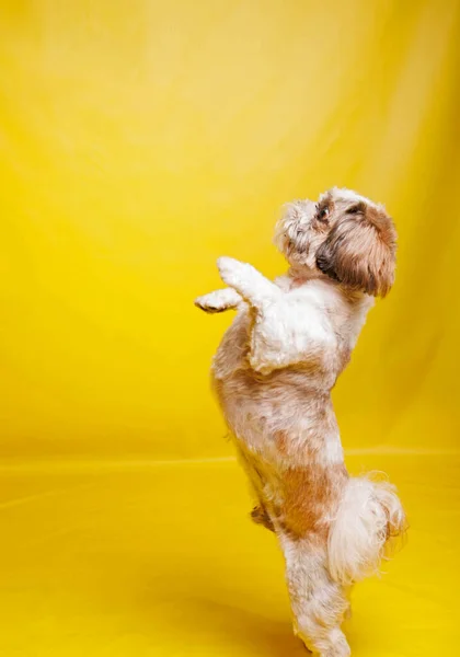 stock image Shih Tzu Dog breed photography shouting in studio