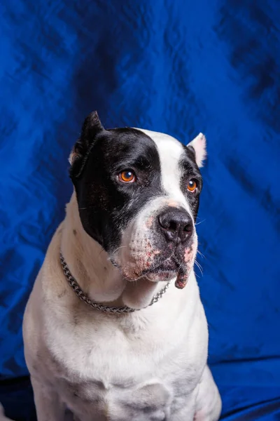 Studio Photography Purereaded Pitbull Dog — стокове фото