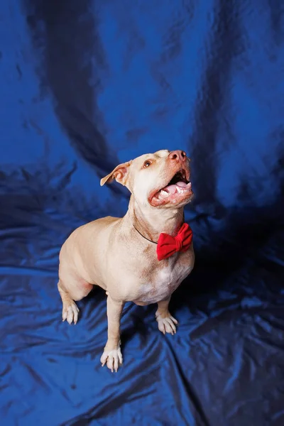 Studio Fotografie Van Rasechte Pitbull Hond — Stockfoto