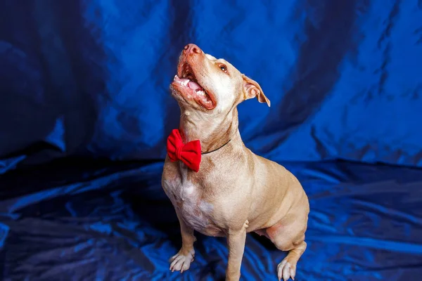 Studio Fotografie Čistokrevného Pitbullského Psa — Stock fotografie