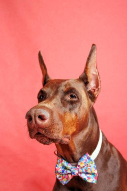 Brown Dobermann Stüdyoda köpek fotoğrafı çekimi