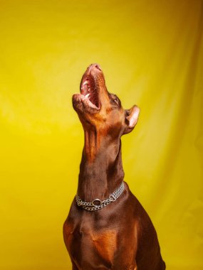 Brown Dobermann Stüdyoda köpek fotoğrafı çekimi