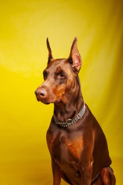 Brown Dobermann Stüdyoda köpek fotoğrafı çekimi