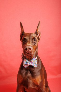 Brown Dobermann Stüdyoda köpek fotoğrafı çekimi