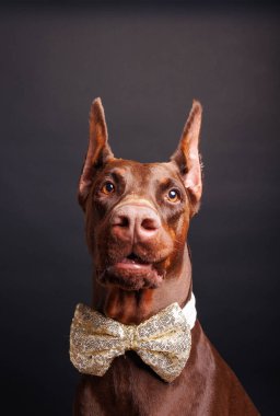 Brown Dobermann Stüdyoda köpek fotoğrafı çekimi