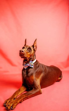 Brown Dobermann Stüdyoda köpek fotoğrafı çekimi