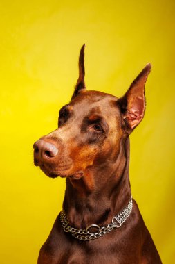 Brown Dobermann Stüdyoda köpek fotoğrafı çekimi