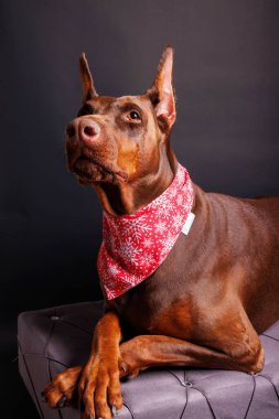 Brown Dobermann Stüdyoda köpek fotoğrafı çekimi