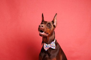 Brown Dobermann Stüdyoda köpek fotoğrafı çekimi