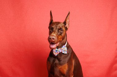 Brown Dobermann Stüdyoda köpek fotoğrafı çekimi