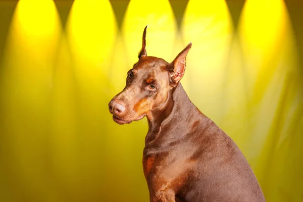 Brown Dobermann Dog Photo Shooting Studio — 스톡 사진