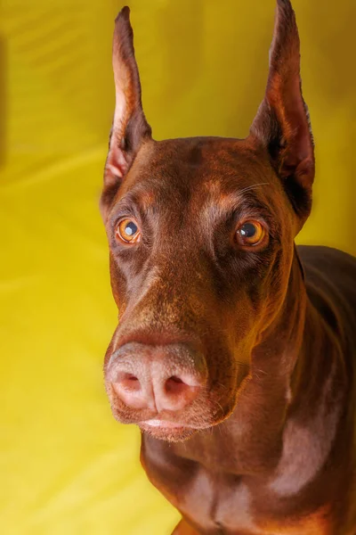 Brown Dobermann Hund Fotografering Studio — Stockfoto