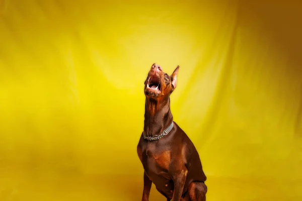 Brown Dobermann Cão Fotografia Tiro Estúdio — Fotografia de Stock