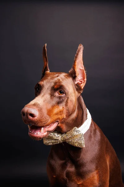 Brown Dobermann Dog Photo Shooting Studio — 스톡 사진