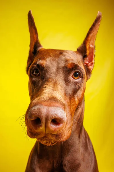 スタジオでのブラウン ドバーマンの犬の写真撮影 — ストック写真