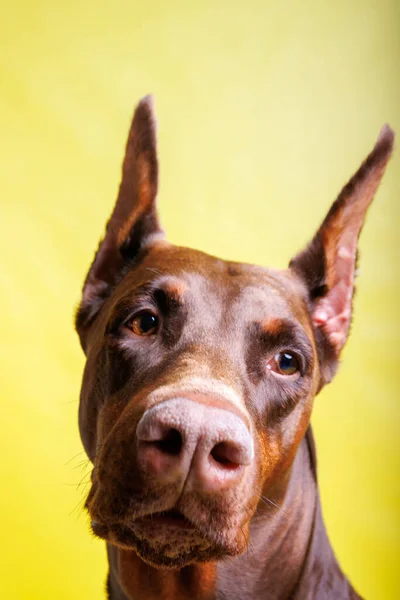 Brown Dobermann Cão Fotografia Tiro Estúdio — Fotografia de Stock