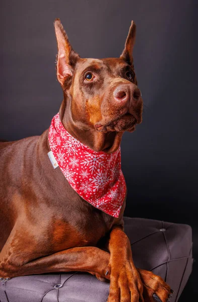 Bruine Dobermann Hond Foto Schieten Studio — Stockfoto