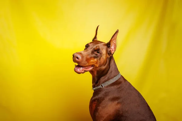 Brown Dobermann Stüdyoda Köpek Fotoğrafı Çekimi — Stok fotoğraf