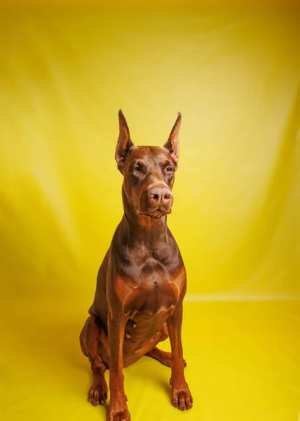 スタジオでのブラウン ドバーマンの犬の写真撮影 — ストック写真