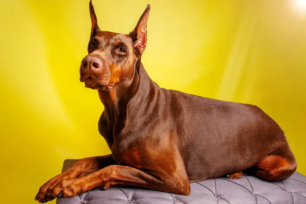 Съемки Собаки Брауна Добермана Студии — стоковое фото