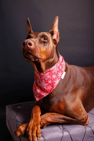 Съемки Собаки Брауна Добермана Студии — стоковое фото