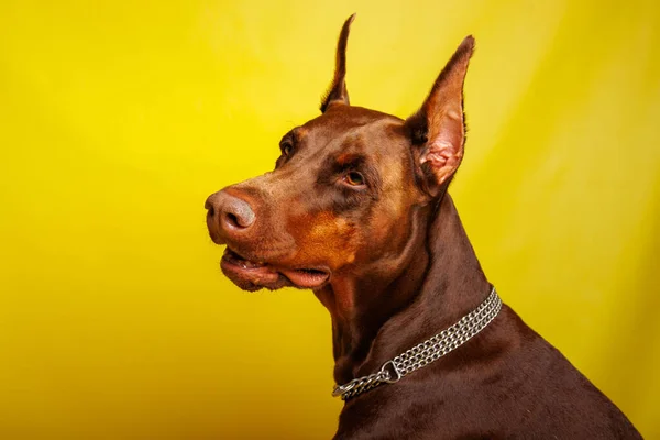 Brauner Dobermann Hund Beim Fotoshooting Studio — Stockfoto