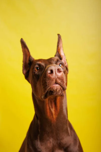 Brauner Dobermann Hund Beim Fotoshooting Studio — Stockfoto