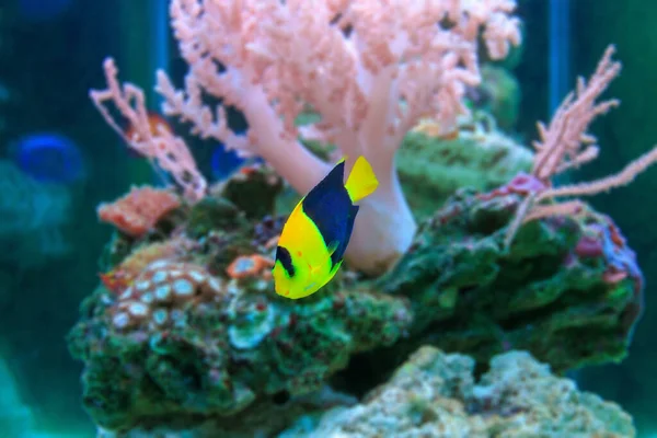 stock image Bicolor Angelfish - (Centropyge bicolor) 