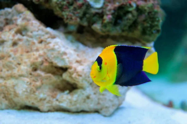Bicolor Angelfish Centropyge Bicolor — стокове фото