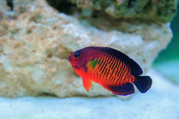 Korriga Beauty Angel Fish Centropyge Bispinosa — Stockfoto