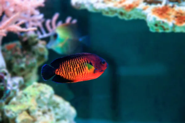 stock image CORAL BEAUTY ANGEL FISH - (CENTROPYGE BISPINOSA)