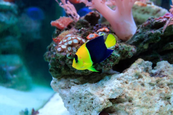Двухцветный Angelfish Centfelyge Bicolor — стоковое фото