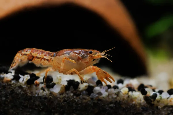 Orange Crayfish Freshwater Aquarium Cambarellus Patzcuarensis — Stock Photo, Image