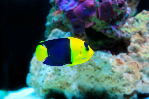 Bicolor Angelfish Centropyge Tvåfärgad — Stockfoto