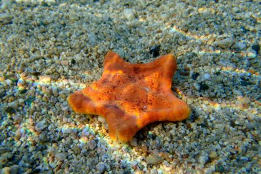 Plasenta bisküvi denizyıldızının sualtı görüntüsü - (Sphaerodiscus plasenta)