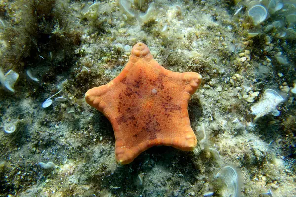 Imagen Submarina Placenta Galleta Estrella Mar Sphaerodiscus Placenta — Foto de Stock