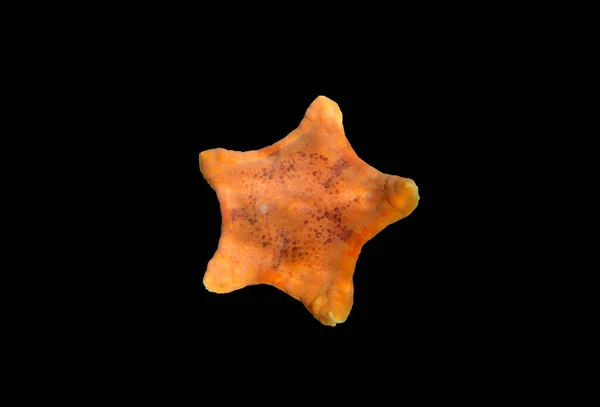 Onderwaterbeeld Van Placenta Biscuit Zeester Sphaerodiscus Placenta — Stockfoto