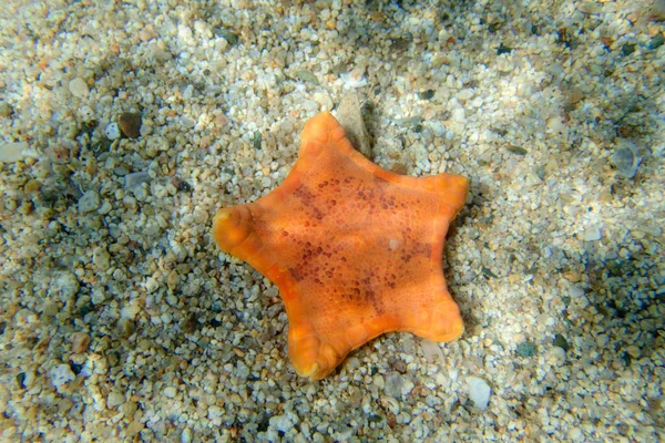 Imagen Submarina Placenta Galleta Estrella Mar Sphaerodiscus Placenta — Foto de Stock