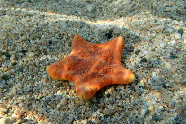 Citra Bawah Air Dari Biskuit Placenta Bintang Laut Sphaerodiscus Placenta — Stok Foto
