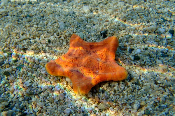 Onderwaterbeeld Van Placenta Biscuit Zeester Sphaerodiscus Placenta — Stockfoto