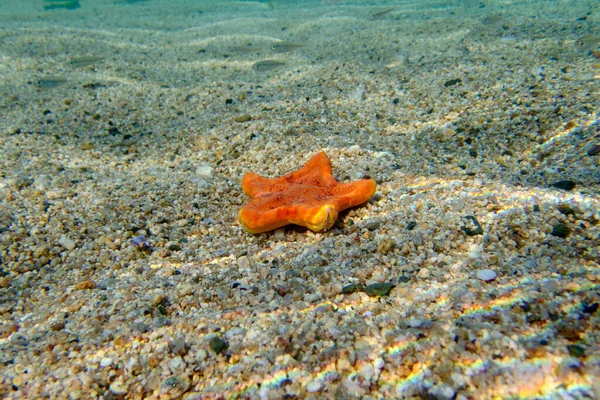 Plasenta Bisküvi Denizyıldızının Sualtı Görüntüsü Sphaerodiscus Plasenta — Stok fotoğraf