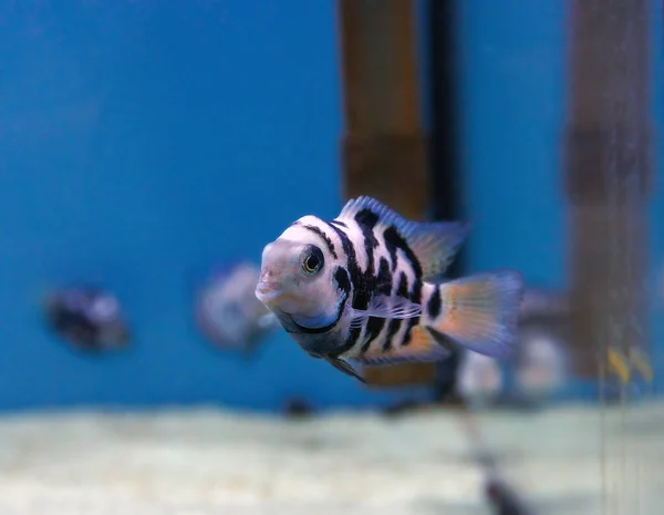 Mahkum Cichlid Balığı Amatitlania Nigrofasciata — Stok fotoğraf