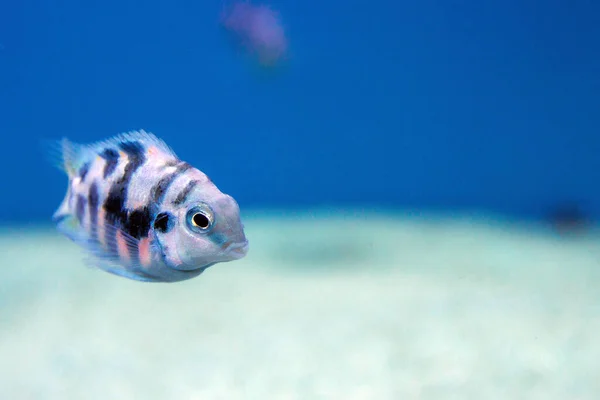 Convict Cichlid Fish Amatitlania Nigrofasciata — Stock Photo, Image
