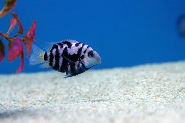 Convict Cichlid Fish Amatitlania Nigrofasciata — Stock Photo, Image