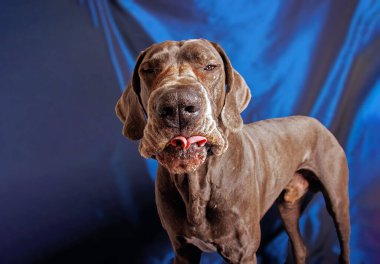 Great Dane dog with beautiful color, photoshoot in studio