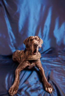 Great Dane dog with beautiful color, photoshoot in studio