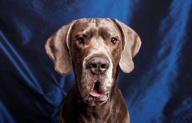 Great Dane dog with beautiful color, photoshoot in studio
