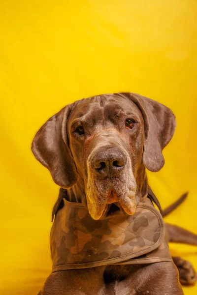 Great Dane Dog Beautiful Color Photoshoot Studio — 스톡 사진